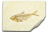 Fossil Fish (Diplomystus) - Wyoming #360728-1